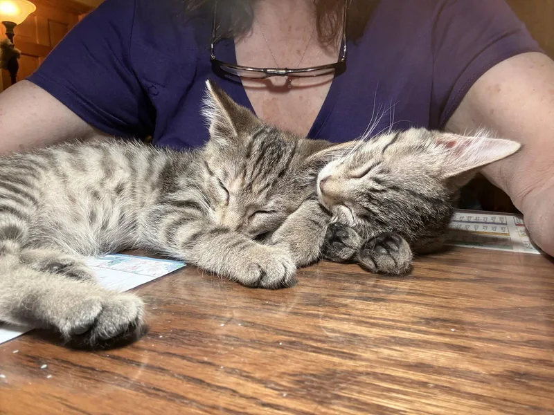 A baby medium-sized female Domestic Short Hair cat named McKinley and McKenzie for adoption in Wheaton, IL