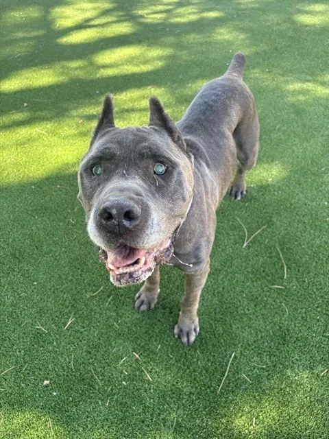 An adult medium-sized male Cane Corso dog named Azul for adoption in Castaic, CA