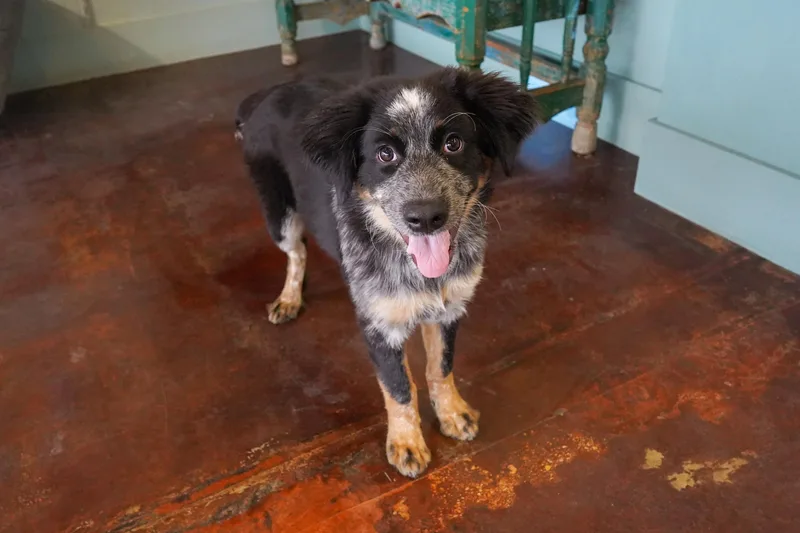 A young medium-sized female Australian Cattle Dog / Blue Heeler dog named Betty for adoption in San Antonio, TX