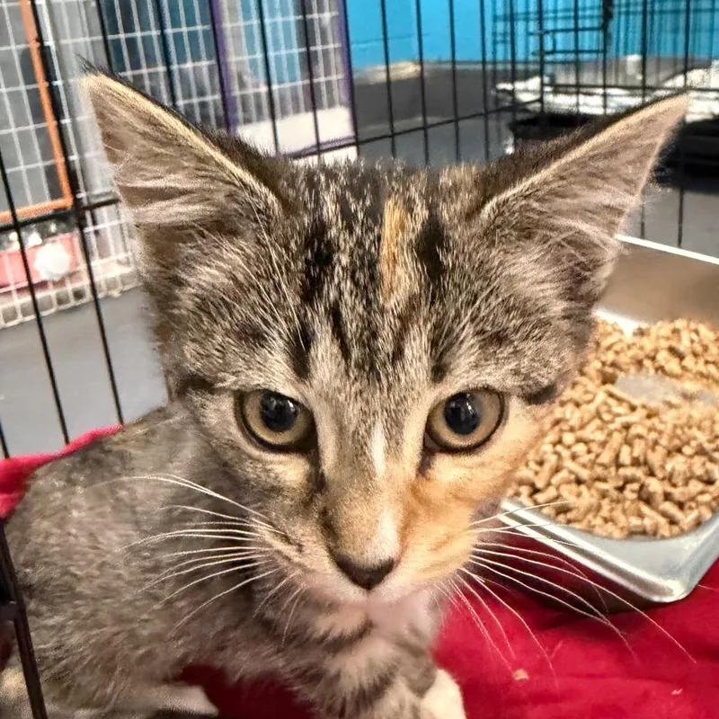 A baby small-sized female Calico Domestic Short Hair cat named Sammi for adoption in Troy, VA