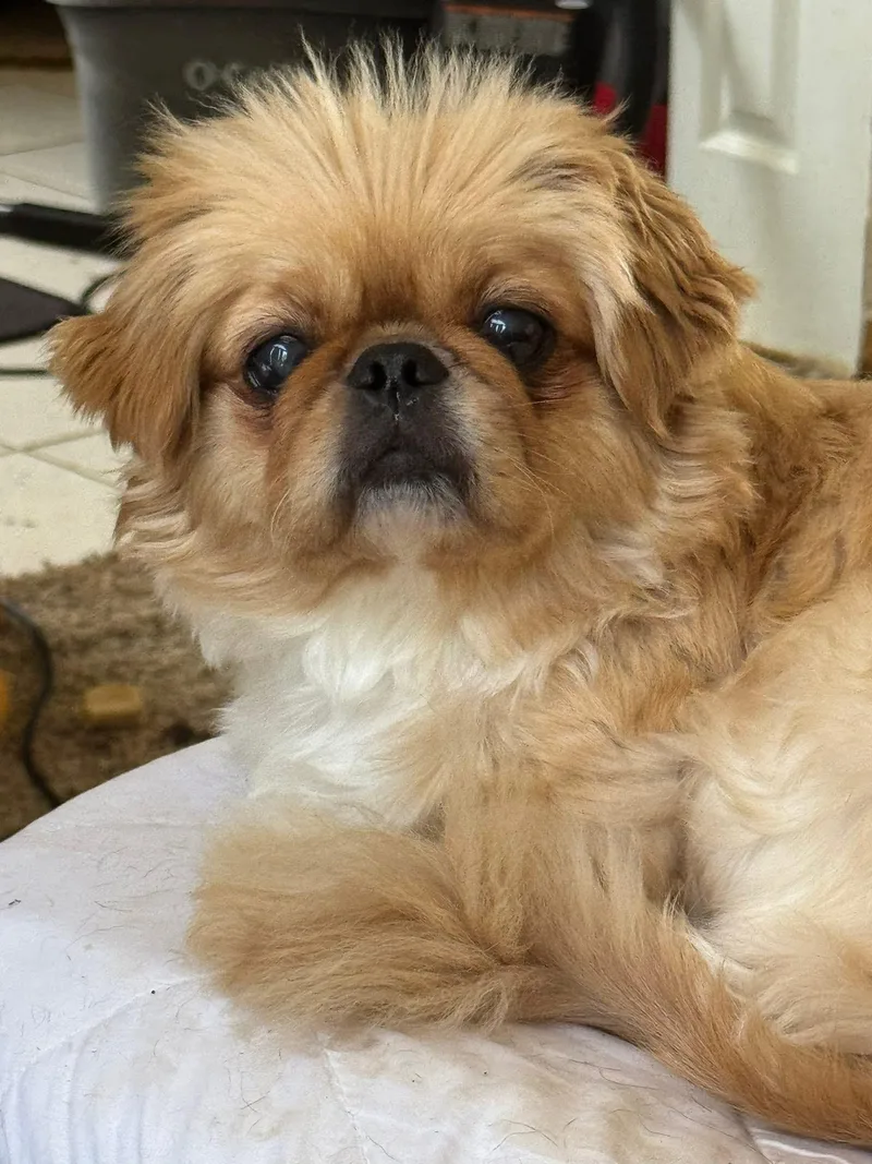 A young small-sized male Golden Shih Tzu dog named Ben for adoption in Plano, TX