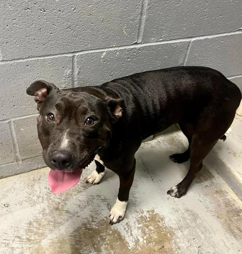 A young medium-sized female Pit Bull Terrier dog named Marilyn "oreo for adoption in North Vernon, IN