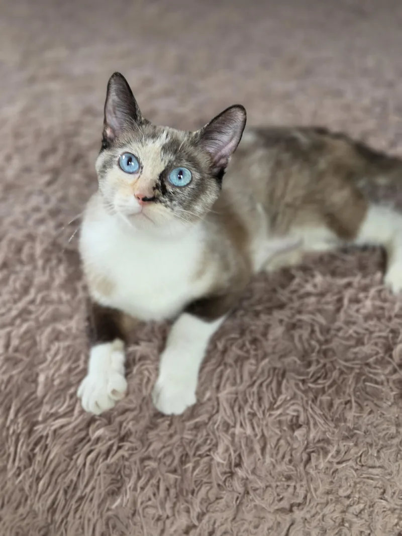 Ziva