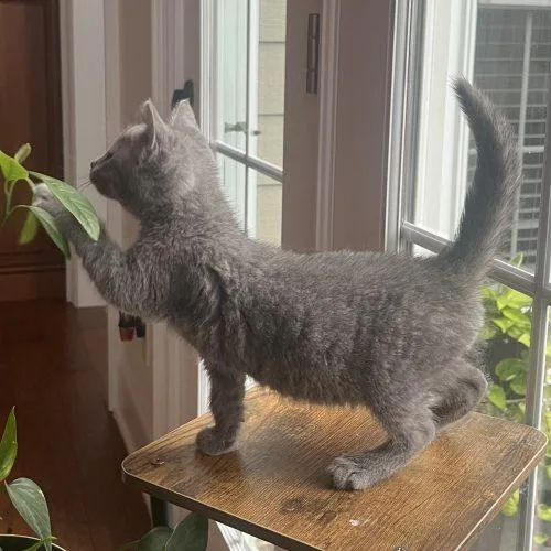 A baby small-sized female Tabby (Gray / Blue / Silver) Domestic Short Hair cat named Lorelai for adoption in Knoxville, TN