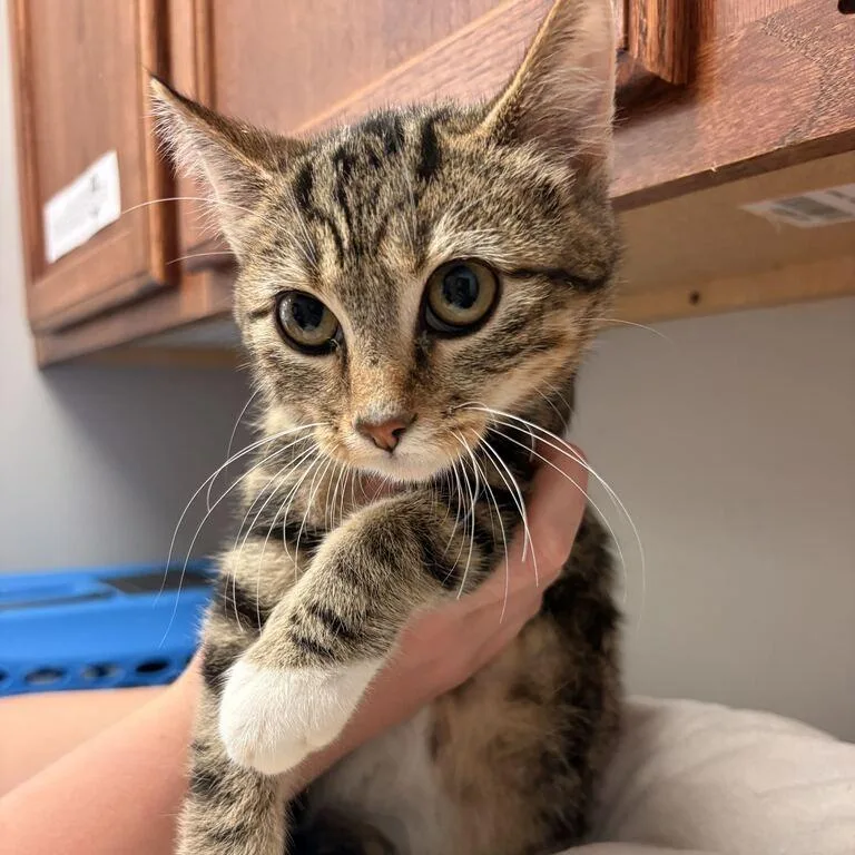 A baby small-sized male Domestic Short Hair cat named Tempurred Glass for adoption in Davenport, IA