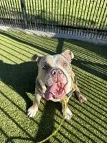 An adult medium-sized male American Bulldog dog named Butch for adoption in Denton, TX