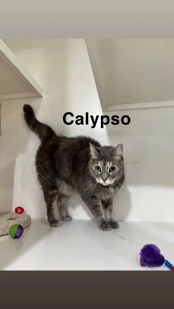 Calypso