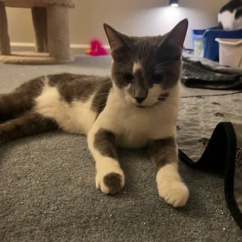 A young small-sized female Gray / Blue / Silver Domestic Short Hair cat named Willow for adoption in Granville, OH