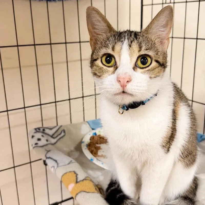 A young small-sized female White Turkish Van cat named Lexington for adoption in Wichita, KS