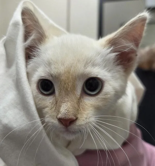 A baby small-sized male Domestic Short Hair cat named Sam for adoption in El Cajon, CA