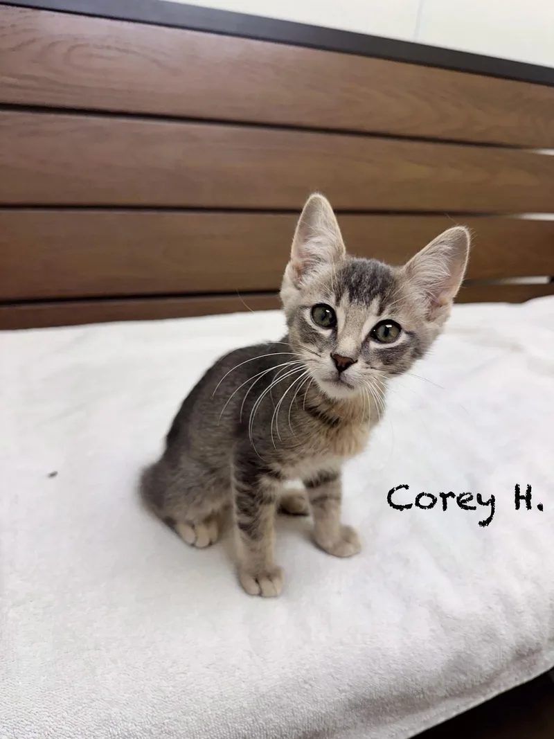 A young medium-sized male Black Domestic Short Hair cat named Corey H. for adoption in Port Lavaca, TX