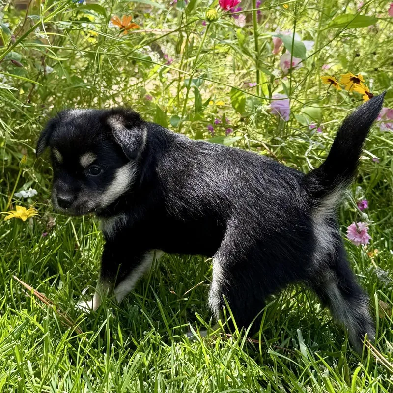 A baby small-sized male Black Mixed Breed dog named Grizzy for adoption in Sonoma, CA