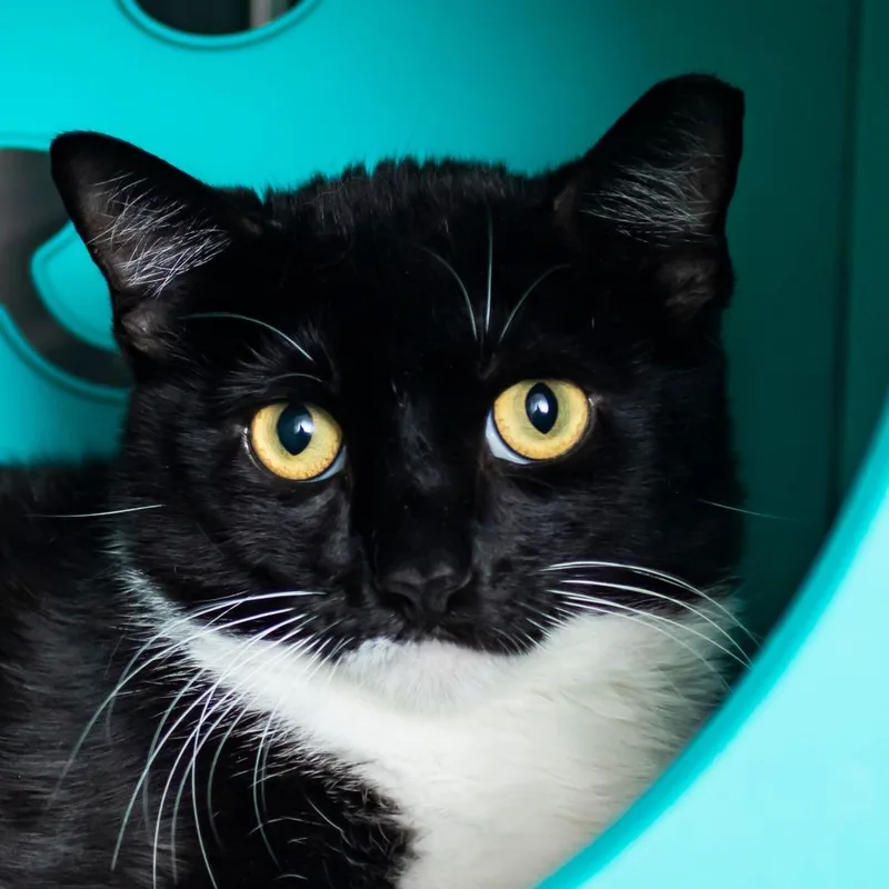 An adult medium-sized male Black Domestic Short Hair cat named Bruiser for adoption in Middletown, RI