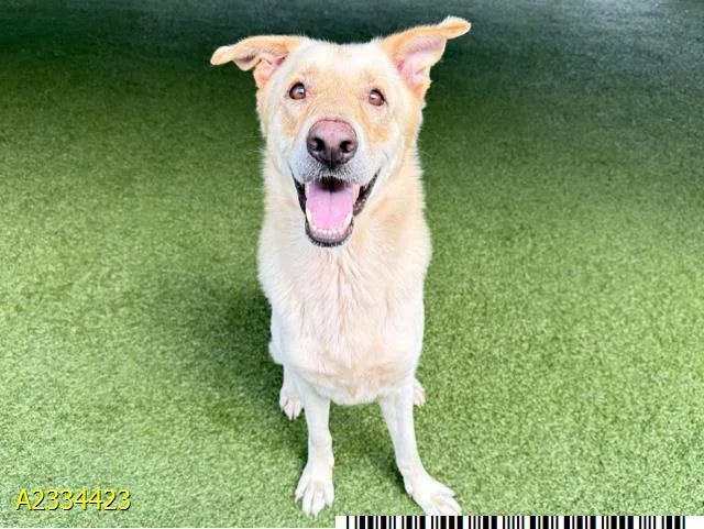 An adult large-sized male Mixed Breed dog named Sherlock Bones for adoption in West Palm Beach, FL
