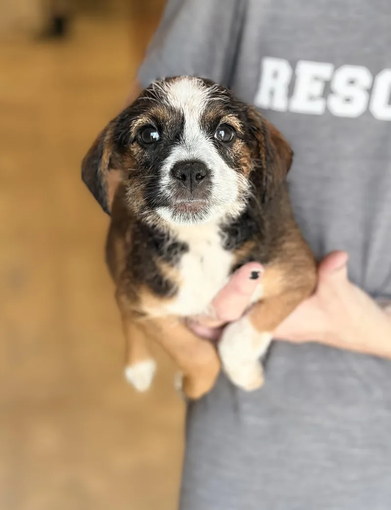 A baby small-sized female Terrier dog named Koa for adoption in Chicago, IL