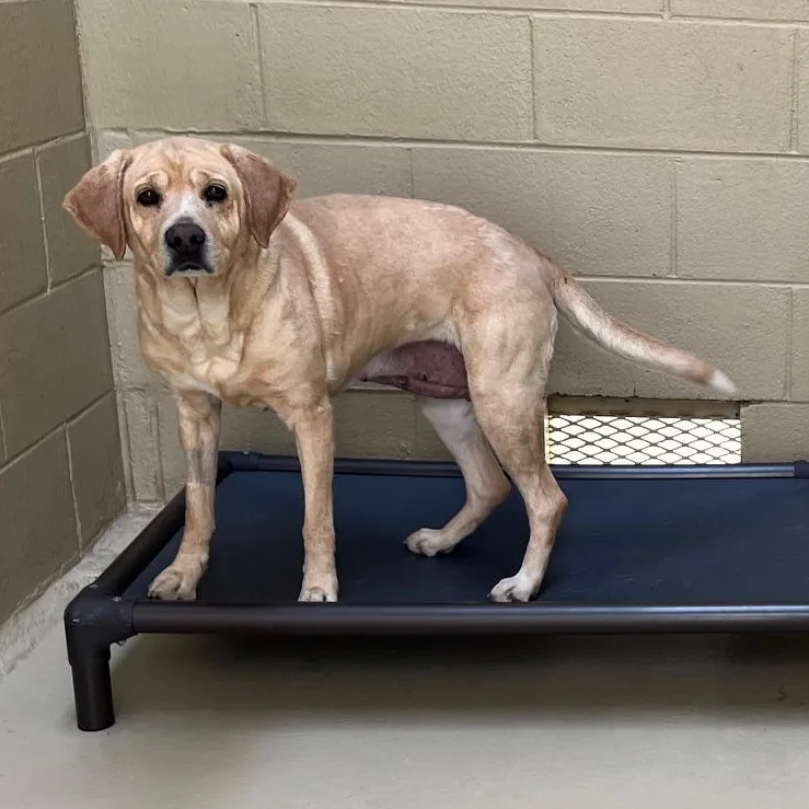 Delilah D. thumbnail 3