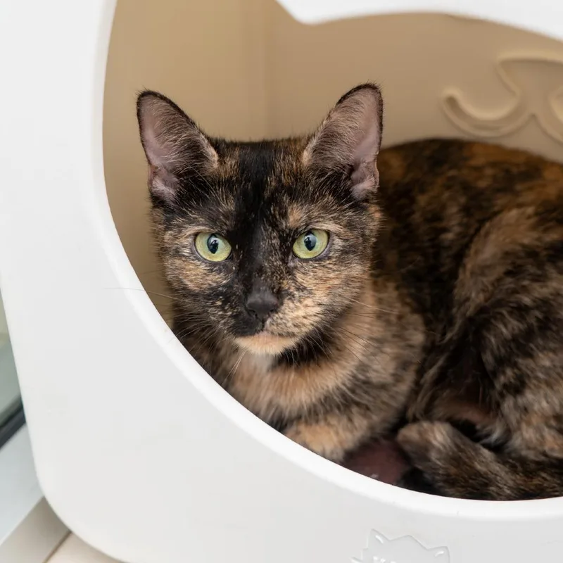 An adult medium-sized female Tortoiseshell Domestic Short Hair cat named Jojoba Oil for adoption in New York, NY