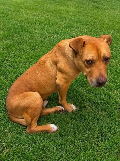 An adult large-sized male Pit Bull Terrier dog named Rocky for adoption in Lancaster, CA