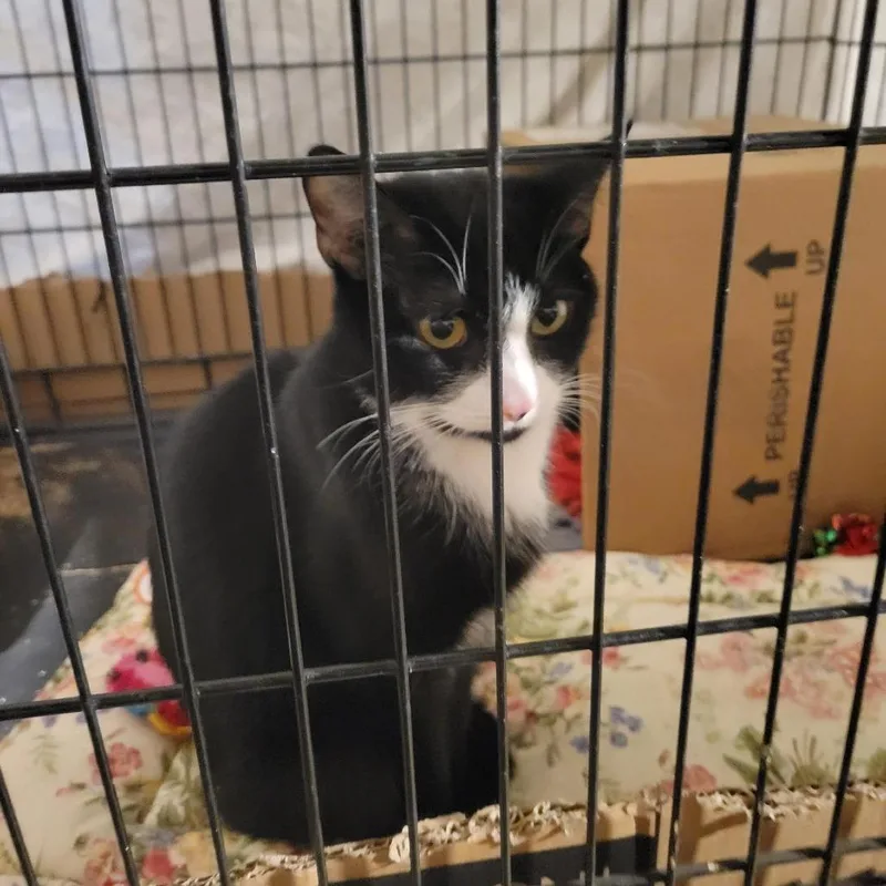 An adult medium-sized female Black Domestic Short Hair cat named Willa for adoption in Danbury, CT