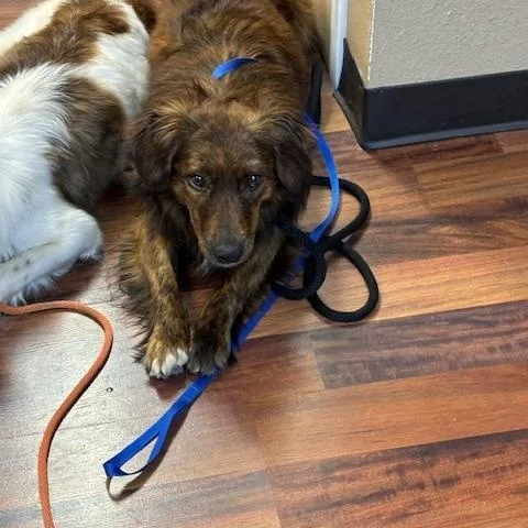 A young medium-sized male Border Collie dog named Brownie for adoption in Corsicana, TX