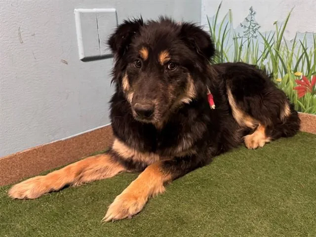A young medium-sized female German Shepherd Dog dog named Mama Bear for adoption in Agoura, CA