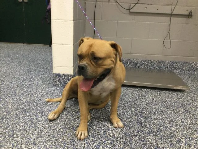 An adult large-sized female Mastiff dog named Brownie for adoption in Thousand Palms, CA