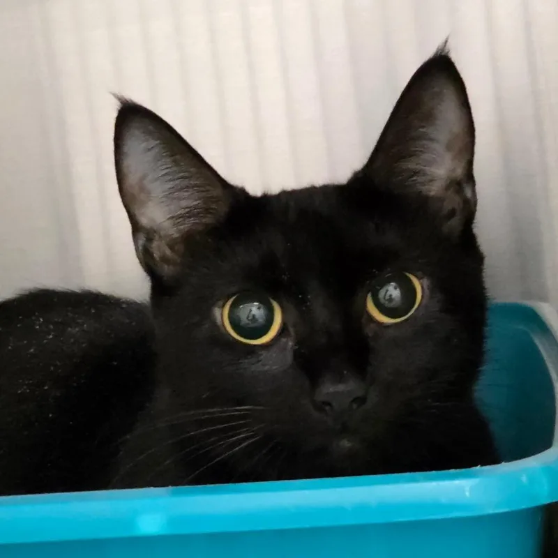 An adult medium-sized female Black Domestic Short Hair cat named Snow White for adoption in Ballston Spa, NY