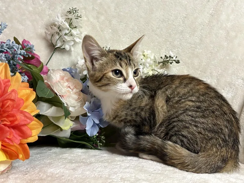 A baby small-sized female Brown / Chocolate Domestic Short Hair cat named Fandango Zeze for adoption in Chandler, AZ