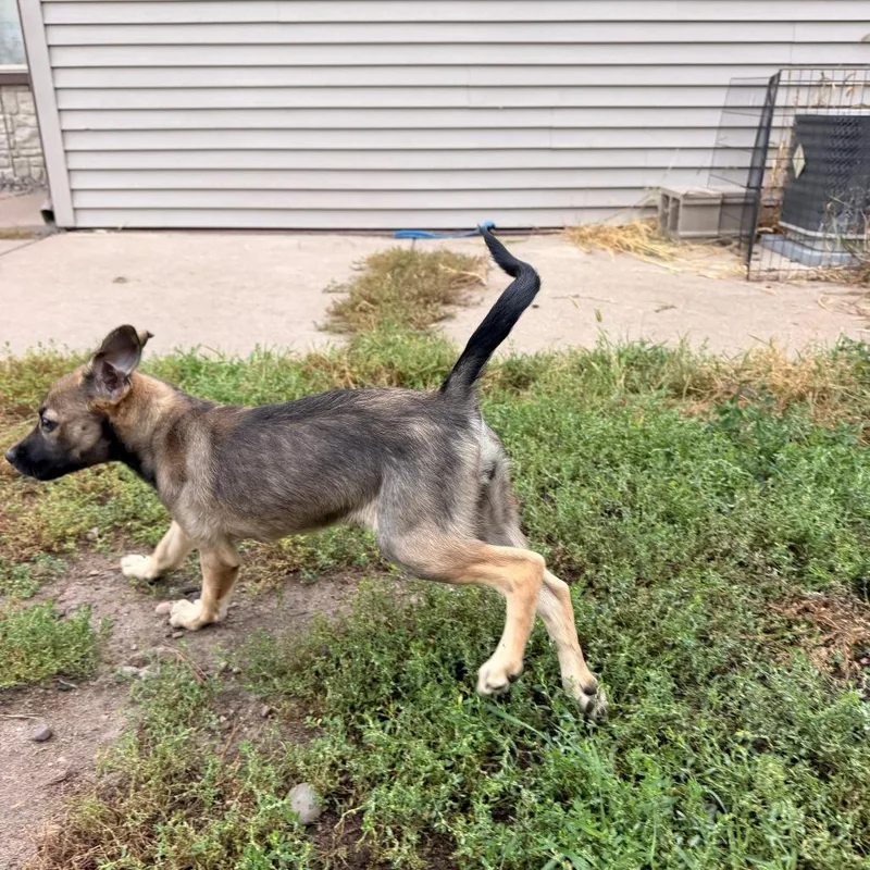 A baby small-sized female Sable Shepherd dog named Beanie for adoption in Chippewa Falls, WI
