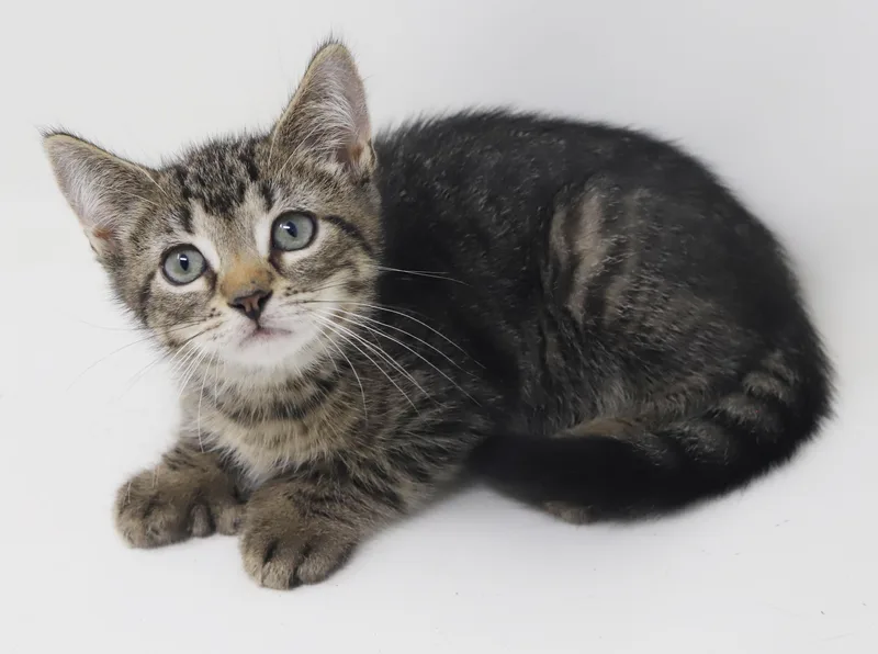 A baby small-sized male Extra-Toes Cat / Hemingway Polydactyl cat named George is such a for adoption in Bedford Hills, NY