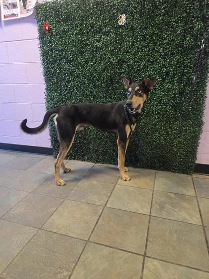 An adult small-sized male Doberman Pinscher dog named Walker for adoption in El Paso, TX