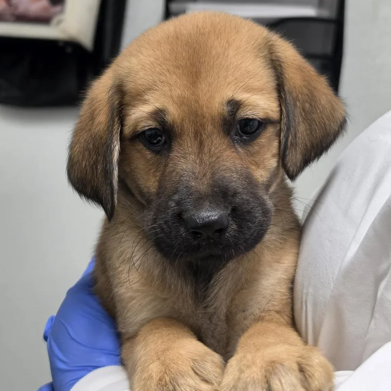 A baby small-sized female Yellow / Tan / Blond / Fawn Mixed Breed dog named Watermelon Taffy for adoption in Troy, IL