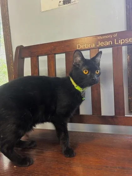 A young medium-sized male Black Domestic Short Hair cat named Lenny for adoption in Lafayette, IN