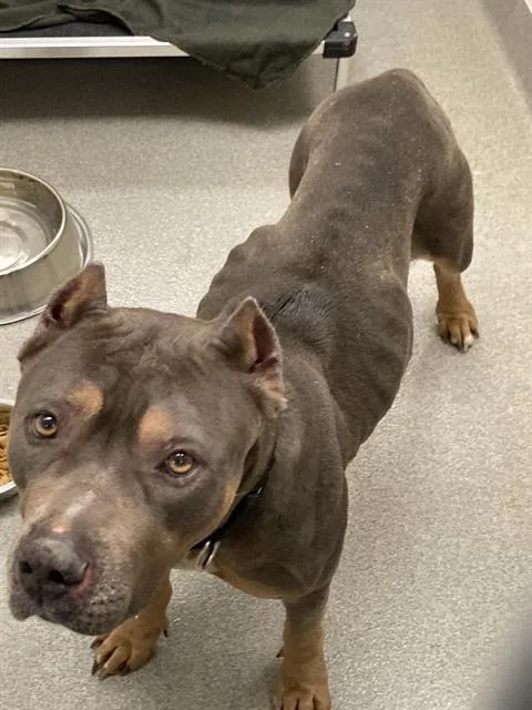An adult large-sized female Boxer dog named Abuela for adoption in Omaha, NE