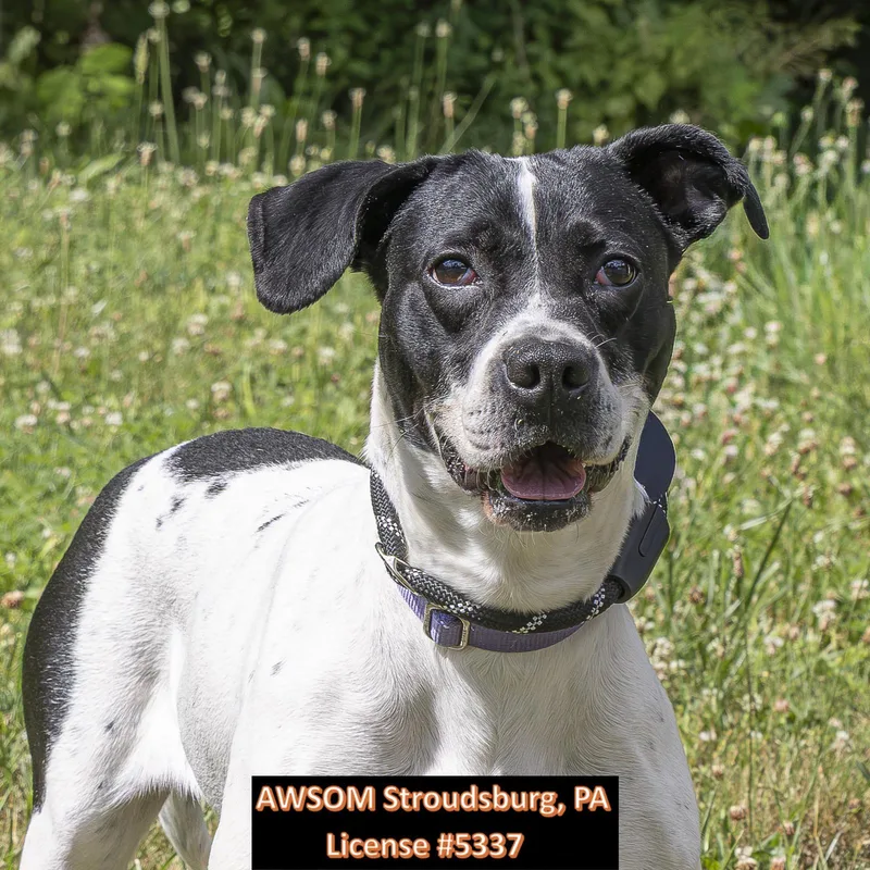 A young medium-sized female Black Border Collie dog named Bella for adoption in Stroudsburg, PA