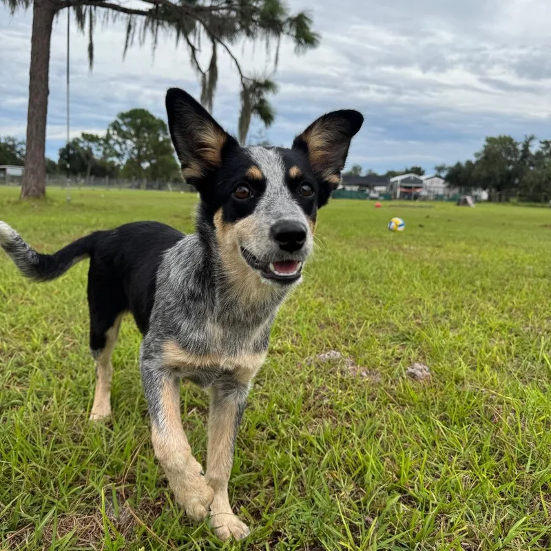 A baby medium-sized female Australian Cattle Dog / Blue Heeler dog named Misty for adoption in Myakka City, FL