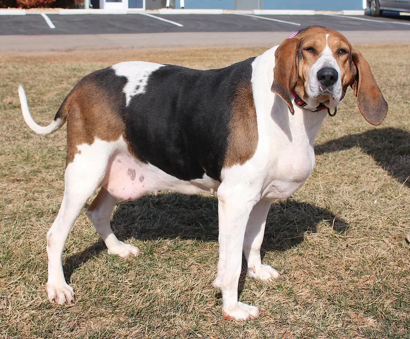 Evie "barkarella" thumbnail 2