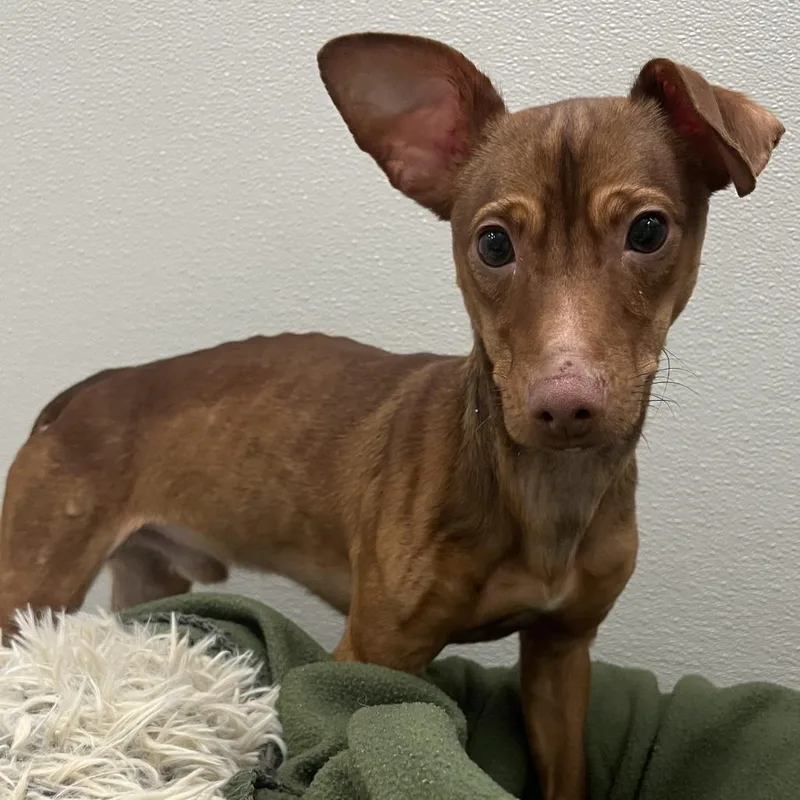 A young small-sized male Brown / Chocolate Mixed Breed dog named Norman Rockwell for adoption in Hinsdale, IL