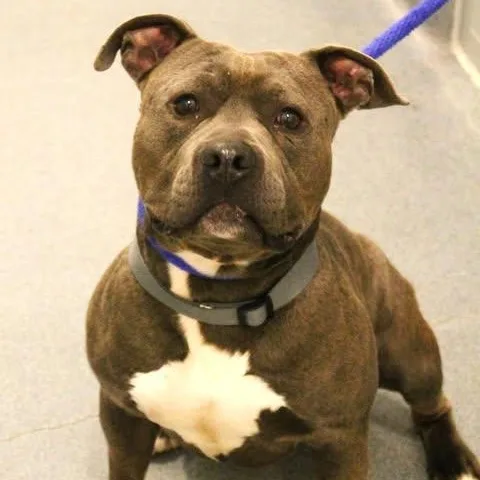 An adult medium-sized male Gray / Blue / Silver Pit Bull Terrier dog named Blue for adoption in Fredericksburg, VA