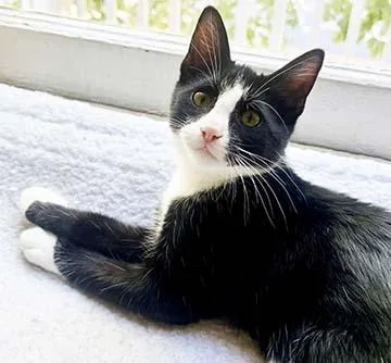 A baby medium-sized male Black & White / Tuxedo Domestic Short Hair cat named Murphy for adoption in Tiburon, CA