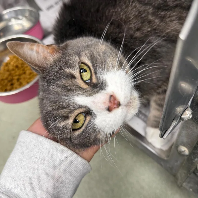 An adult large-sized female Gray / Blue / Silver Domestic Short Hair cat named Peach for adoption in Chicago, IL