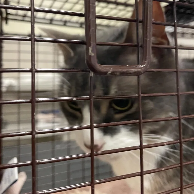 Peach thumbnail 3