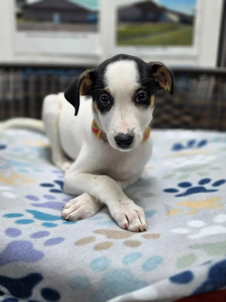 A baby small-sized female Rat Terrier dog named Lorelai for adoption in Neillsville, WI