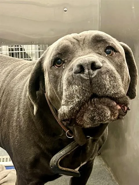 An adult extra large-sized male Neapolitan Mastiff dog named Kilo for adoption in Dallas, TX