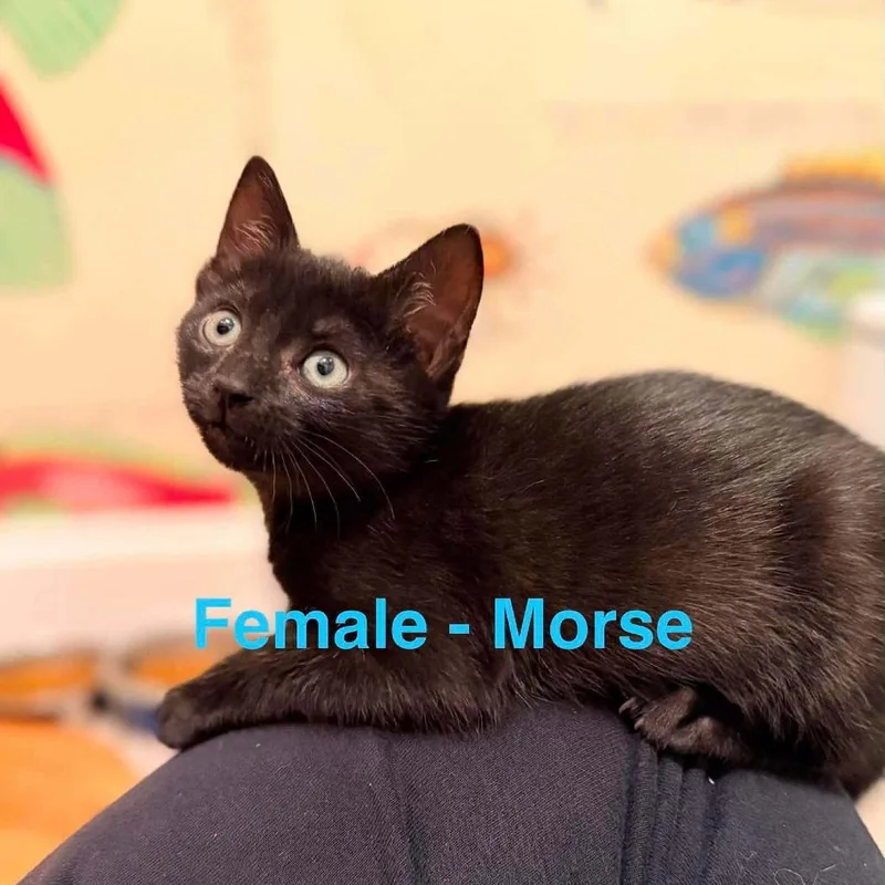 Morse