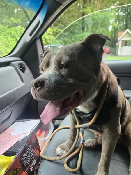 An adult large-sized male Pit Bull Terrier dog named Tilts for adoption in Salisbury, MD