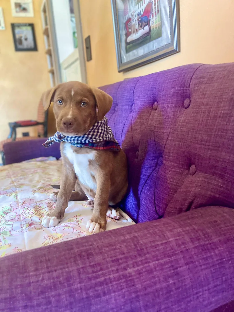 A baby large-sized male Labrador Retriever dog named Bumper Lonestar for adoption in Rockaway, NJ