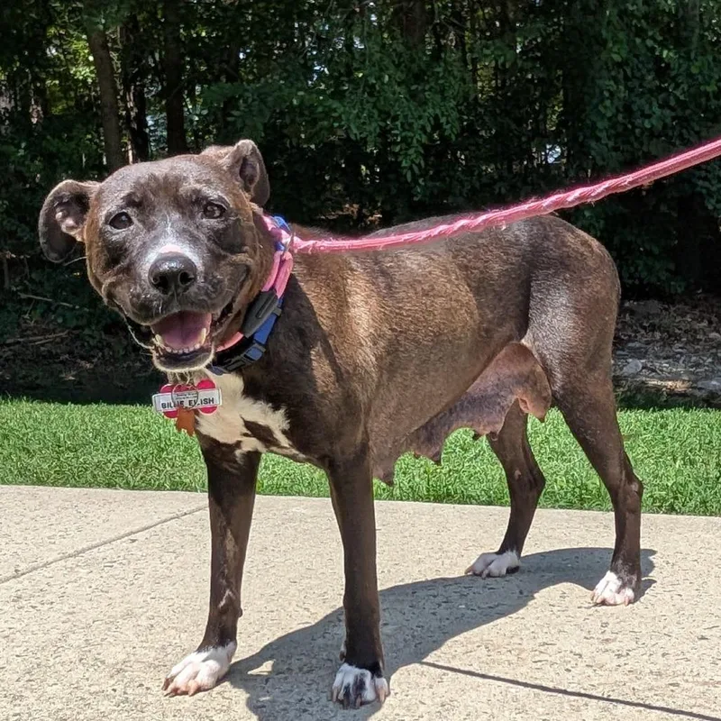 An adult medium-sized female Black Pit Bull Terrier dog named Billie Eilish for adoption in Wake Forest, NC