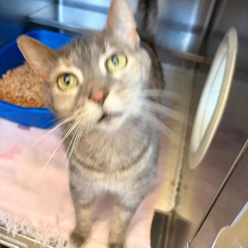 An adult medium-sized female Gray / Blue / Silver Domestic Short Hair cat named Historia for adoption in Bristol, IN