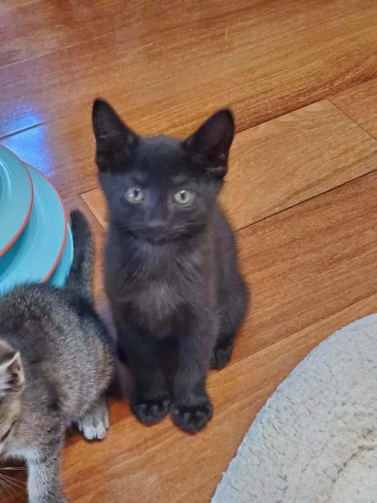 A baby small-sized male Black Domestic Short Hair cat named Bixby for adoption in Hudson, NH